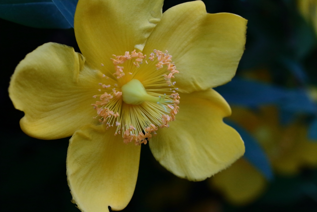 花散歩セイヨウキンシバイ１