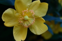 花散歩セイヨウキンシバイ１