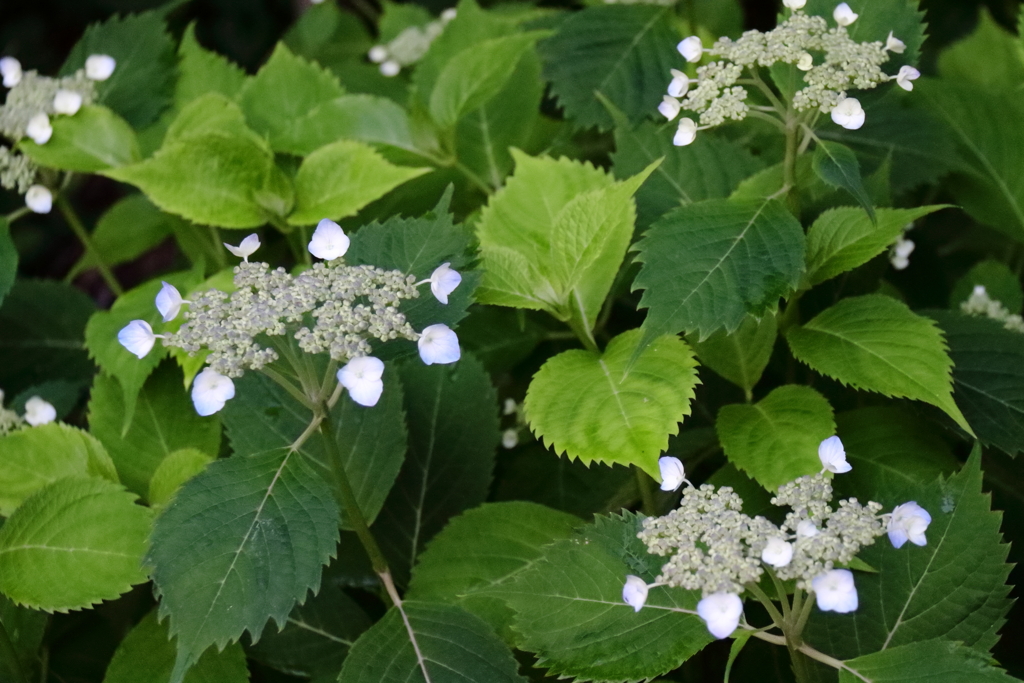 花散歩あじさい開花１