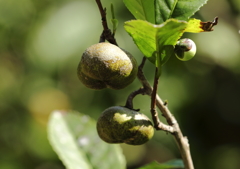 里山に実る　お茶の実