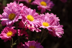 晩秋に映える１