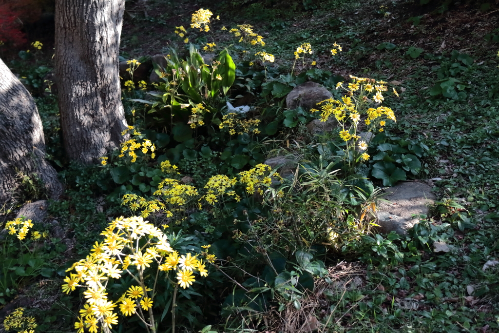花散歩ツワブキ密生