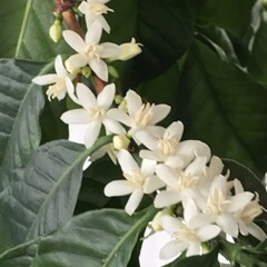 花散歩コーヒー３