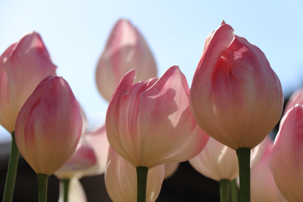 冬チューリップピンク２