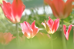 春　チューリップ８