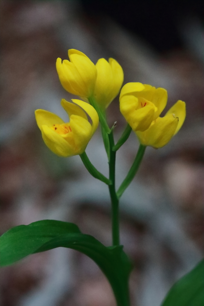 散歩道の野草達21