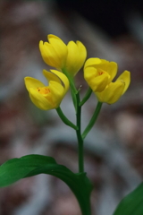 散歩道の野草達21