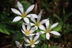 花散歩ゼファランサス