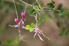 花散歩コマツナギ咲き始め