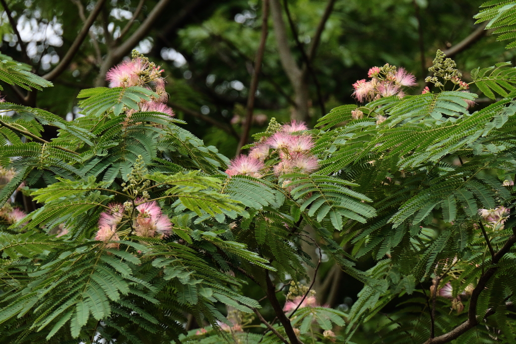 合歓木に花が咲く頃２