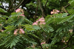 合歓木に花が咲く頃２