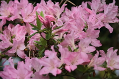 散歩道の花達つつじ３