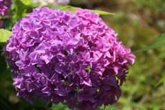 花散歩あじさいピンク２
