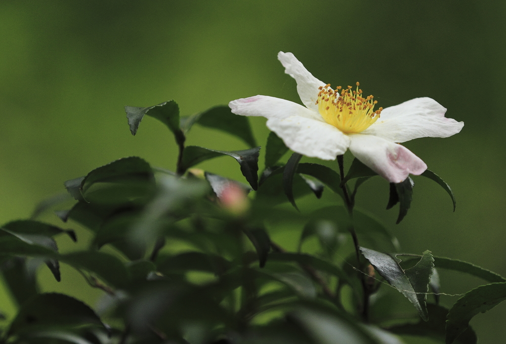 花の歳時記　サザンカ４