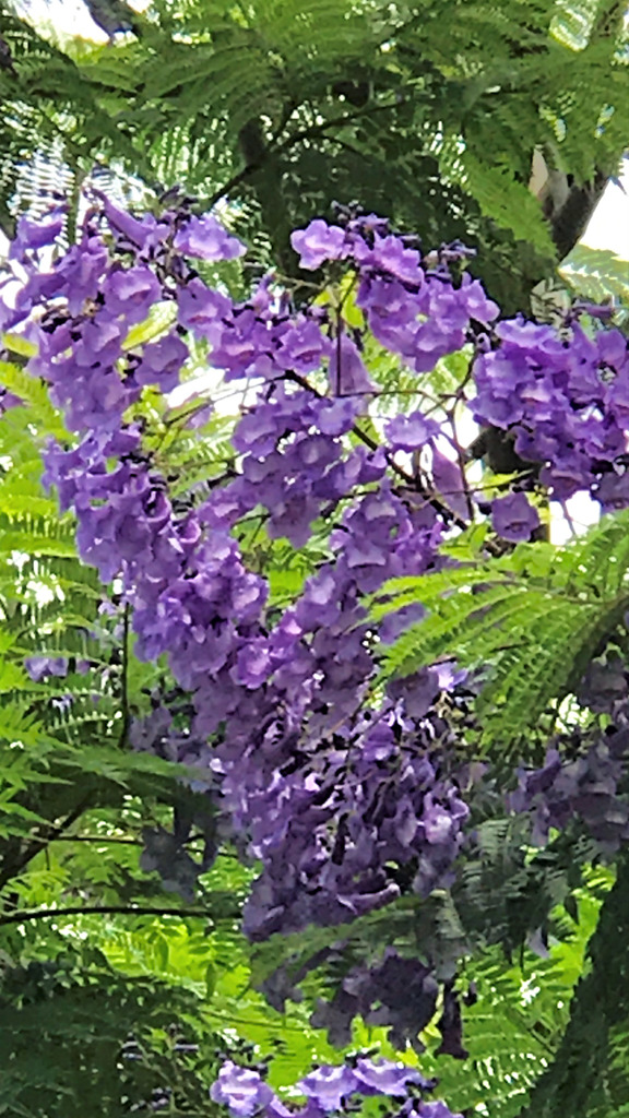 ジャカランダ再会４