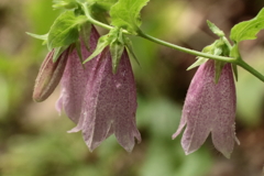 花散歩　蛍袋１