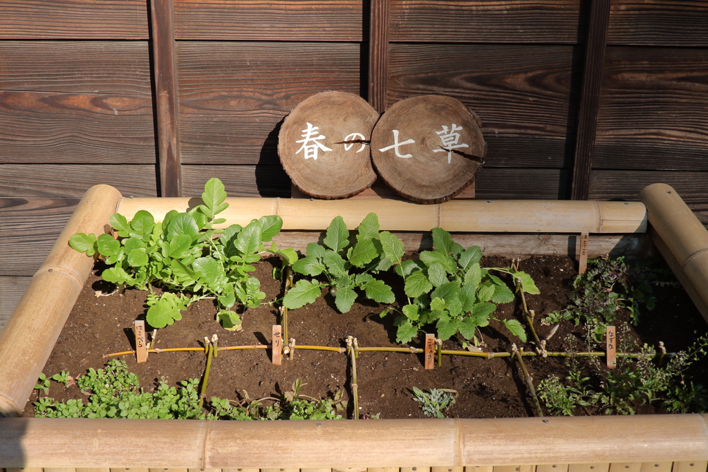春の七草