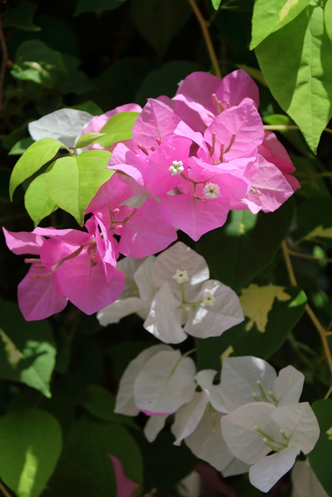 植物園散策ブーゲンビリア