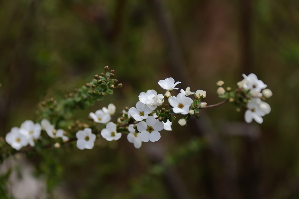 ユキヤナギ開花１