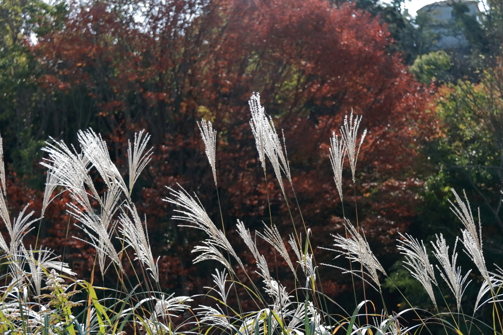 ススキと紅葉