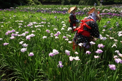 菖蒲田風景