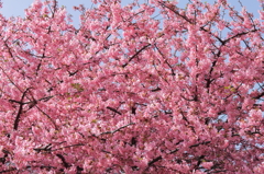 河津桜満開