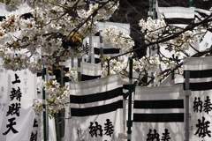 春光のオオシマザクラ１