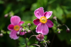 花散歩シュウメイギク4