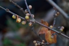 花散歩ロウバイ１