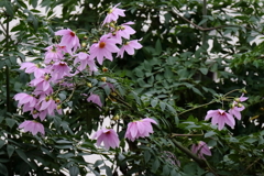 花散歩皇帝ダリヤ1