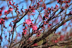 梅咲き揃い１