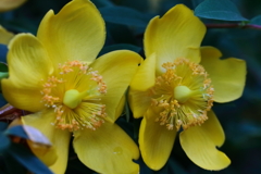 花散歩セイヨウキンシバイ３