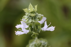 バジルの花