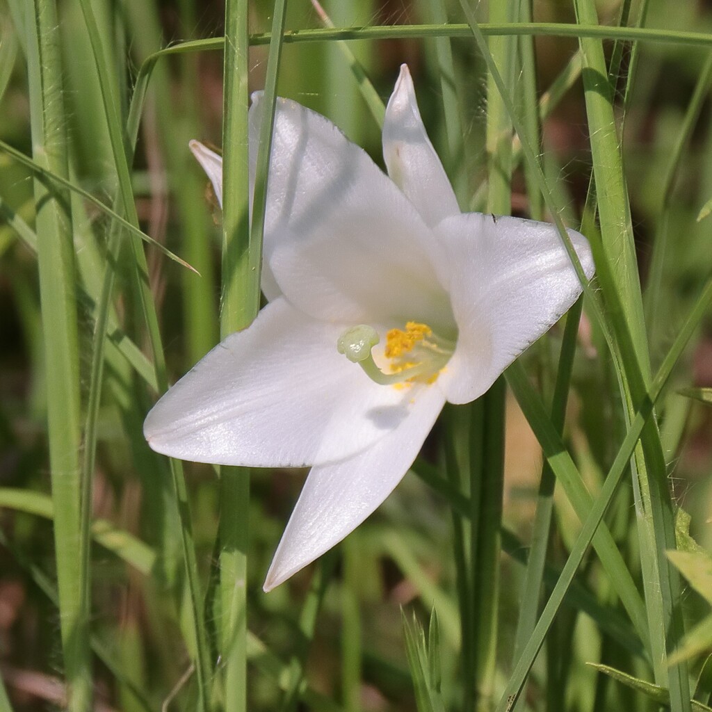 花散歩タカサゴユリ