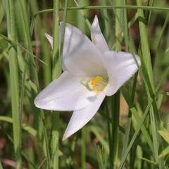 花散歩タカサゴユリ