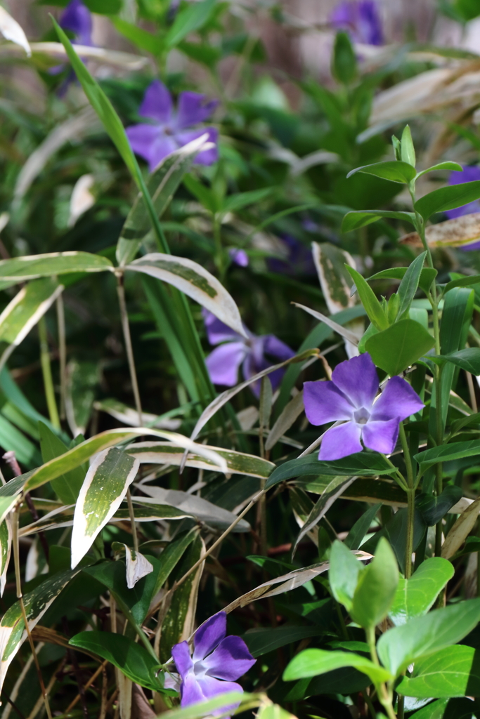 ツルニチニチソウ！