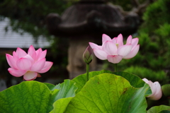 蓮の境内
