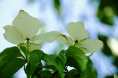名残の花