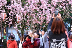 枝垂桜の下で