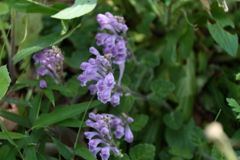 里山散歩タツナミソウ２