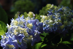 青あじさい１