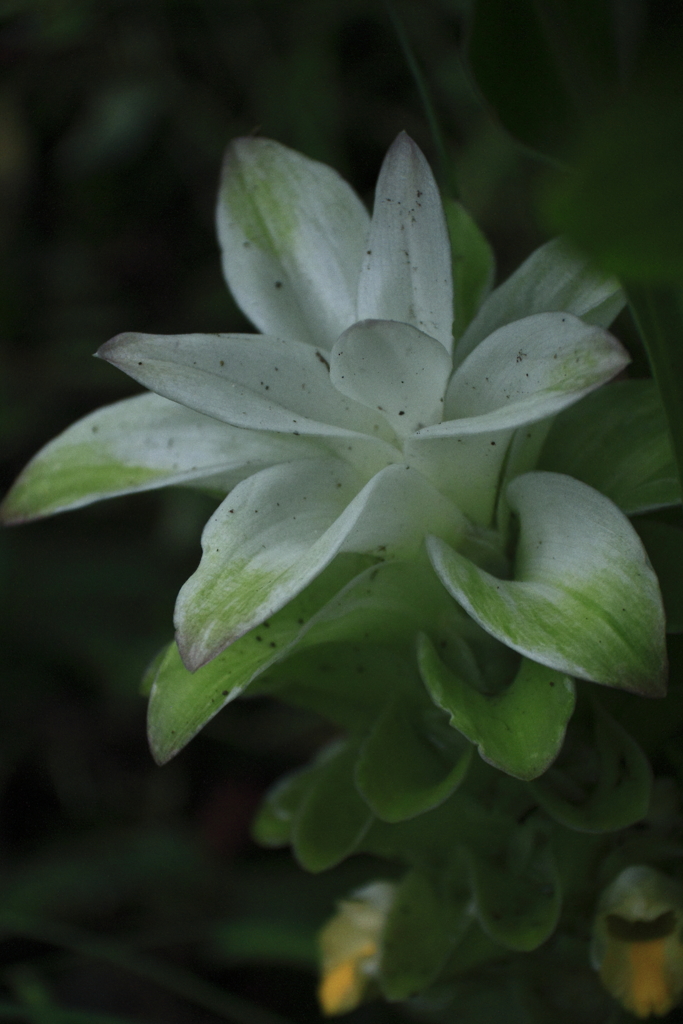 ウコンの香る夕べ