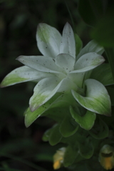 ウコンの香る夕べ