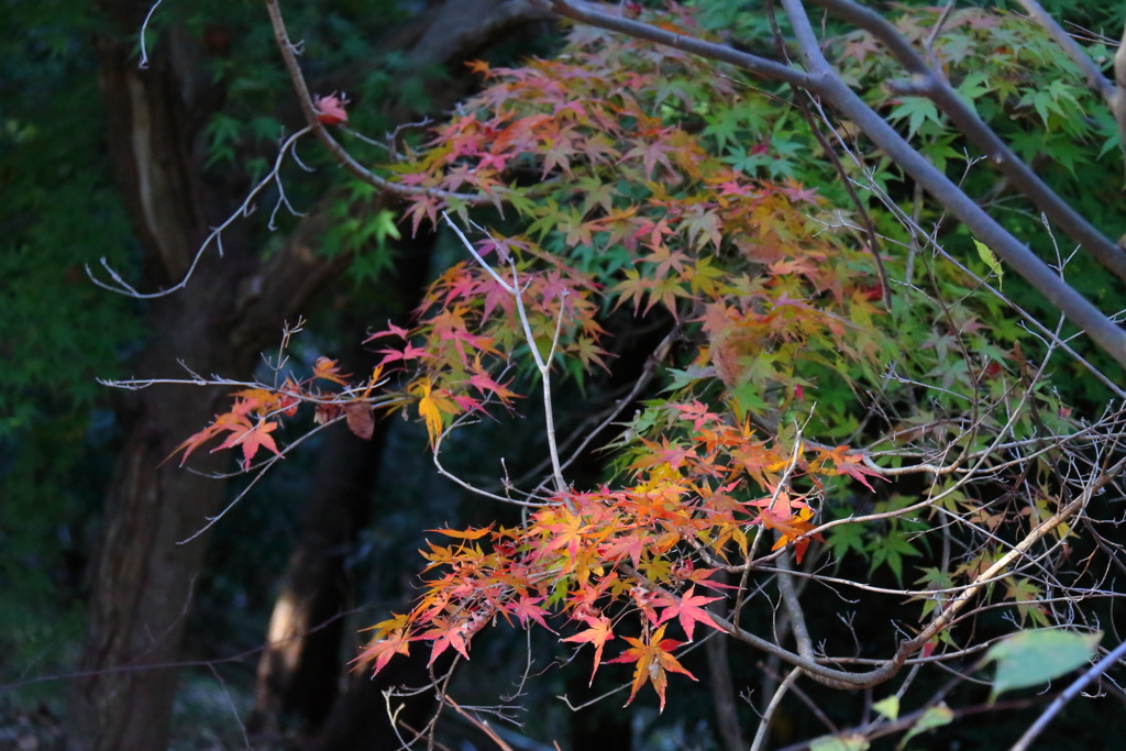 花散歩グラデーション１
