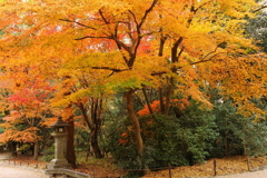 糺の森散策９