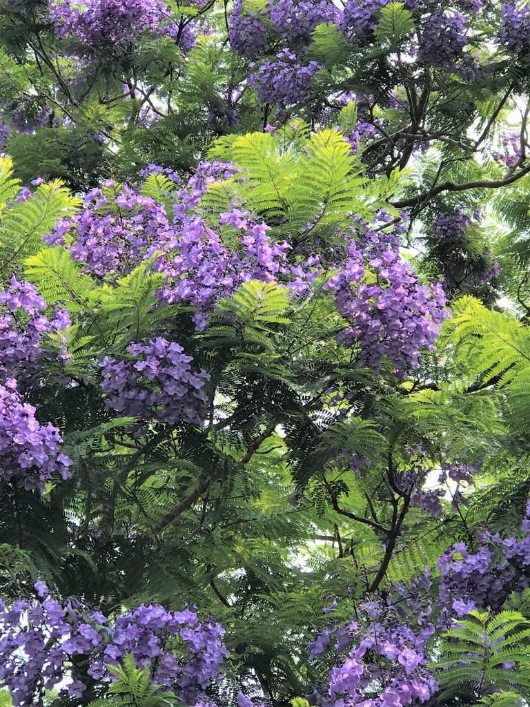 ジャカランダ再会３