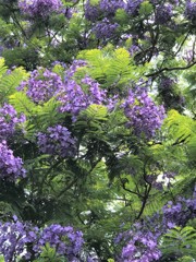 ジャカランダ再会３