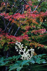 花散歩秋の色と冬の花
