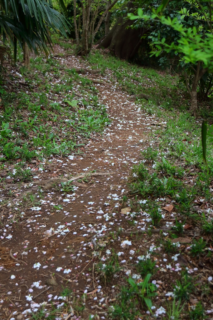 里山桜道