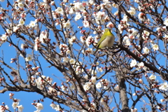 散歩道の野鳥４